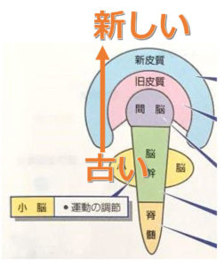 脳の構成